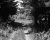 Forest Road