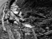 Stream by Road