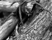 Close-Up of Branch