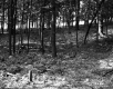 Forest with Ferns
