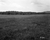 Field, Trees and Mountains