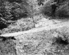 Clearing in Forest
