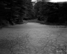 Clearing and Trees