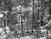 Small Trees in Forest