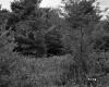 Field in front of Forest