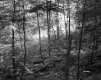Forest with Small Trees