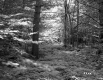 Forest with Clearing