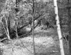 Forest between Hartland and Hartford