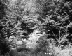 Forest between Hartland and Hartford