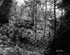 Forest between Hartland and Hartford
