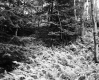 Ferns in Forest