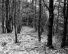 Wood Poles in Forest