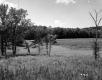 Field with Tall Grass