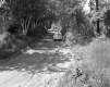 Dirt Road through Lush Area