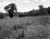 Field with Tall Grass