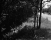 Trees by Road