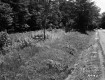 Grass by Road