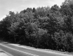 Trees by Road