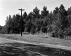 Trees by Road