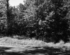 Trees by Road