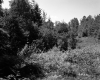 Trees by Field