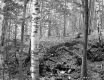 Slope in Forest