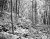 Slope in Forest