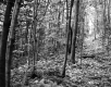 Slope in Forest