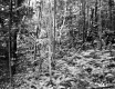 Ferns in Forest