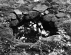 Spring with Rocks