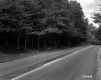 Trees Lining Road