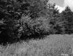 Field and Trees