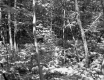 Ferns in Forest