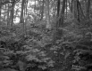 Small Plants in Forest