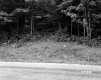 Grass by Road