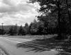 Trees by Road