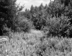 Field and Trees