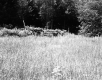 Grassy Field and Trees