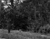 Grass by Trees