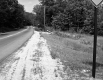 Trees Lining Road