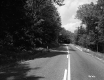 Trees Lining Road