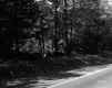 Trees by Road