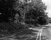 Trees Lining Road