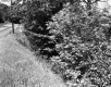 Trees by Road