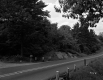 Wood Poles by Road