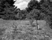 Trees by Field