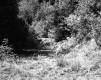 Clearing by Trees