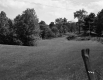 Field and Trees