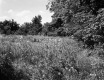 Trees Surrounding Meadow