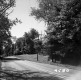 Trees Lining Road